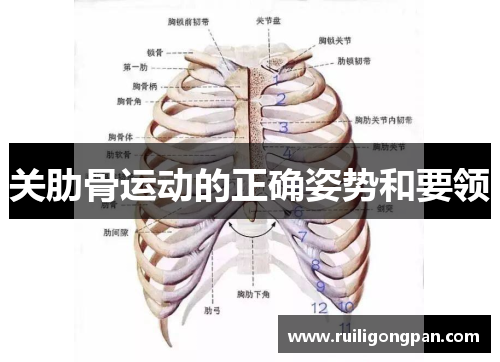 关肋骨运动的正确姿势和要领 关肋骨运动的正确姿势和要领